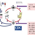 トキソプラズマ症（１/３）――急性感染